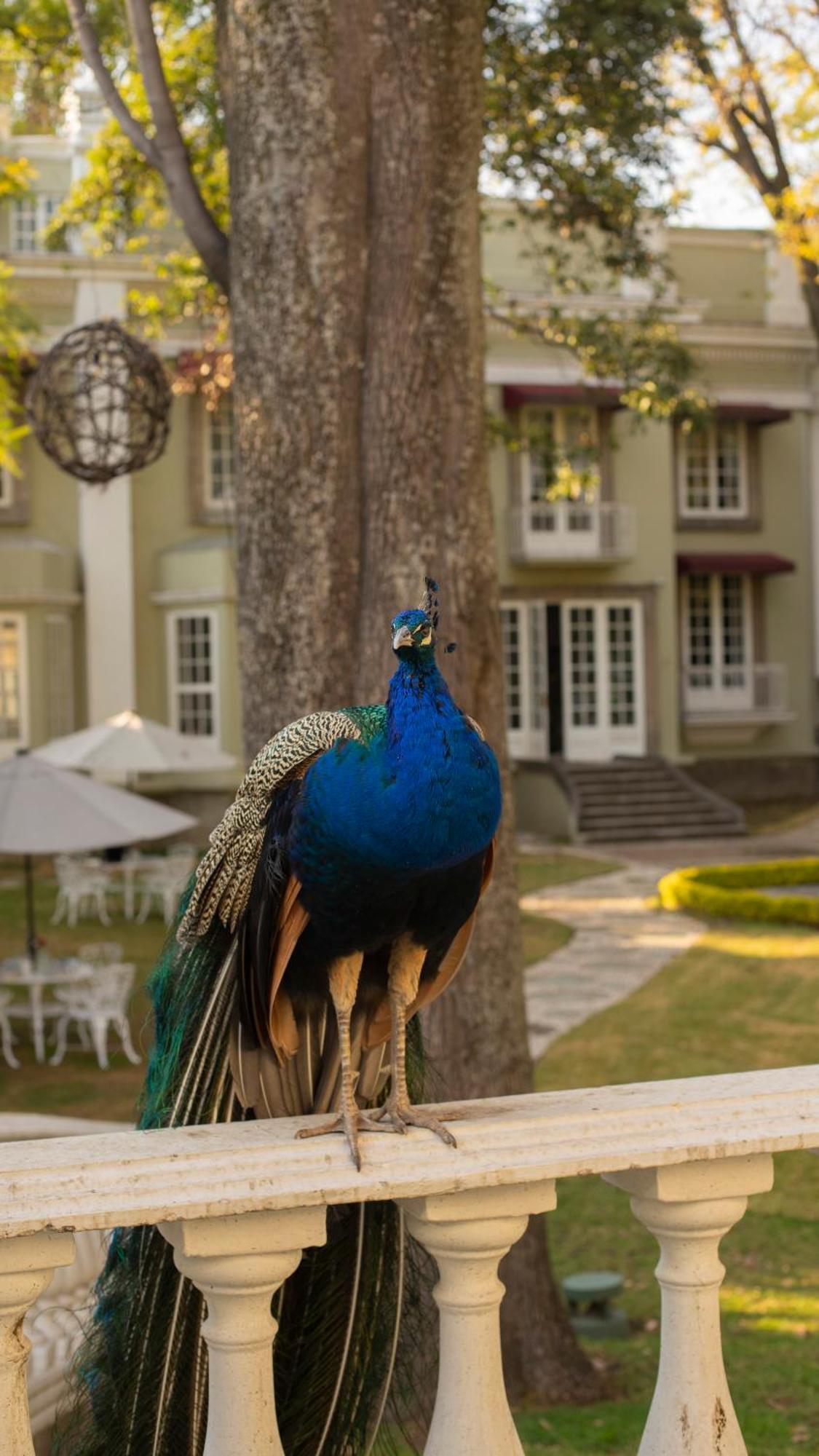 Bed and Breakfast Mansion Papilio Ciudad de México Exteriér fotografie